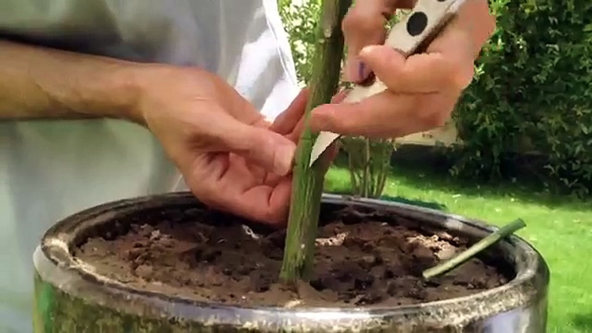 كيفية تطعيم شجرة الليمون فيديو ديلي موشن