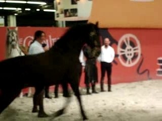 Salon du ciné, "démonstration" de dressage...