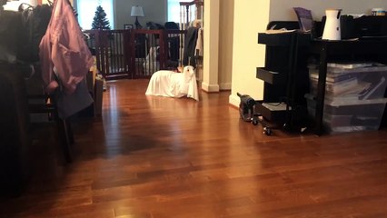 Ghost Dog Disapproves of Costume