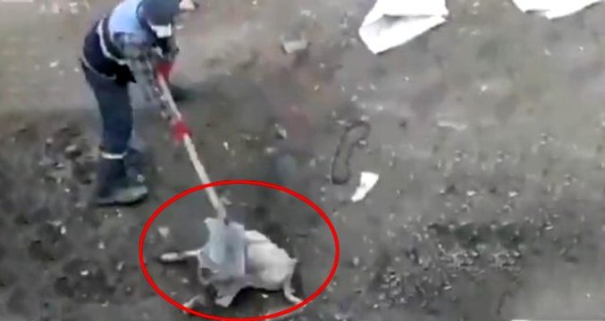 Muş'ta köpeğe işkence ettiği iddia edilen 3 belediye personeli açığa alındı