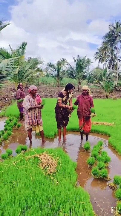 மீரா மிதுனா இது.. சேலையை தூக்கி சொருகி.. சேற்றில் இறங்கி.. நாற்று நட்டு.. அடடே!-வீடியோ