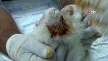 Köpeğin ısırarak yaraladığı tavşan yeniden hayata tutundu