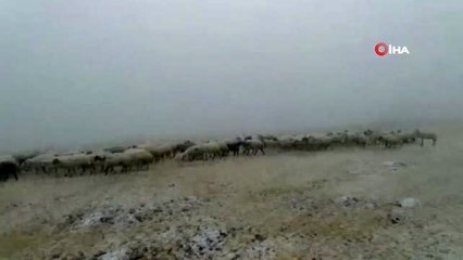 Çobanlar sürüleriyle tipiye yakalandı