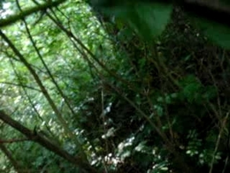 Dans les bois a finneveau