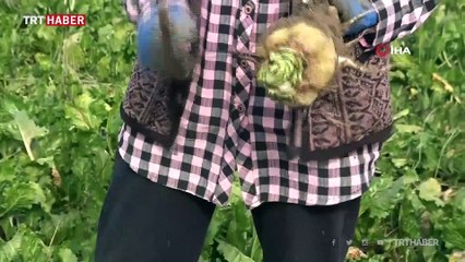 Çiftçilerin zorlu pancar mesaisi devam ediyor