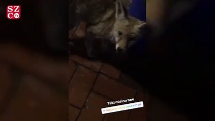 Yavru tilki öğrencilerin sevgilisi oldu