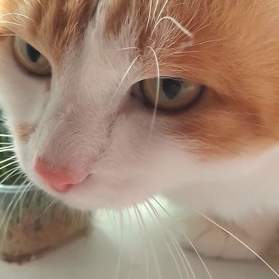 ⁣рыжик обоссал всю квартиру