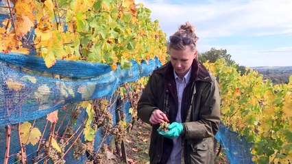 Sachsen-Wein als Exportschlager - 30 Jahre nach dem Mauerfall