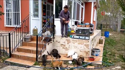Emekli maaşını sokak hayvanlarına harcıyor..  ‘Onlar benim çocuklarım hepsi birbirinden kıymetlidir'