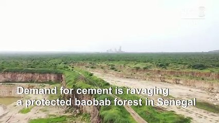 Stunning Senegal baobab forest being swallowed by mining