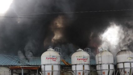 정읍 돼지 축사에 불, 1400마리 폐사 / YTN