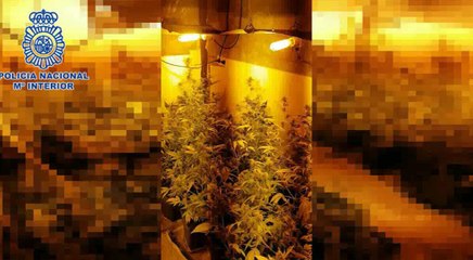 Dos detenidos en Navarrete por tráfico de marihuana