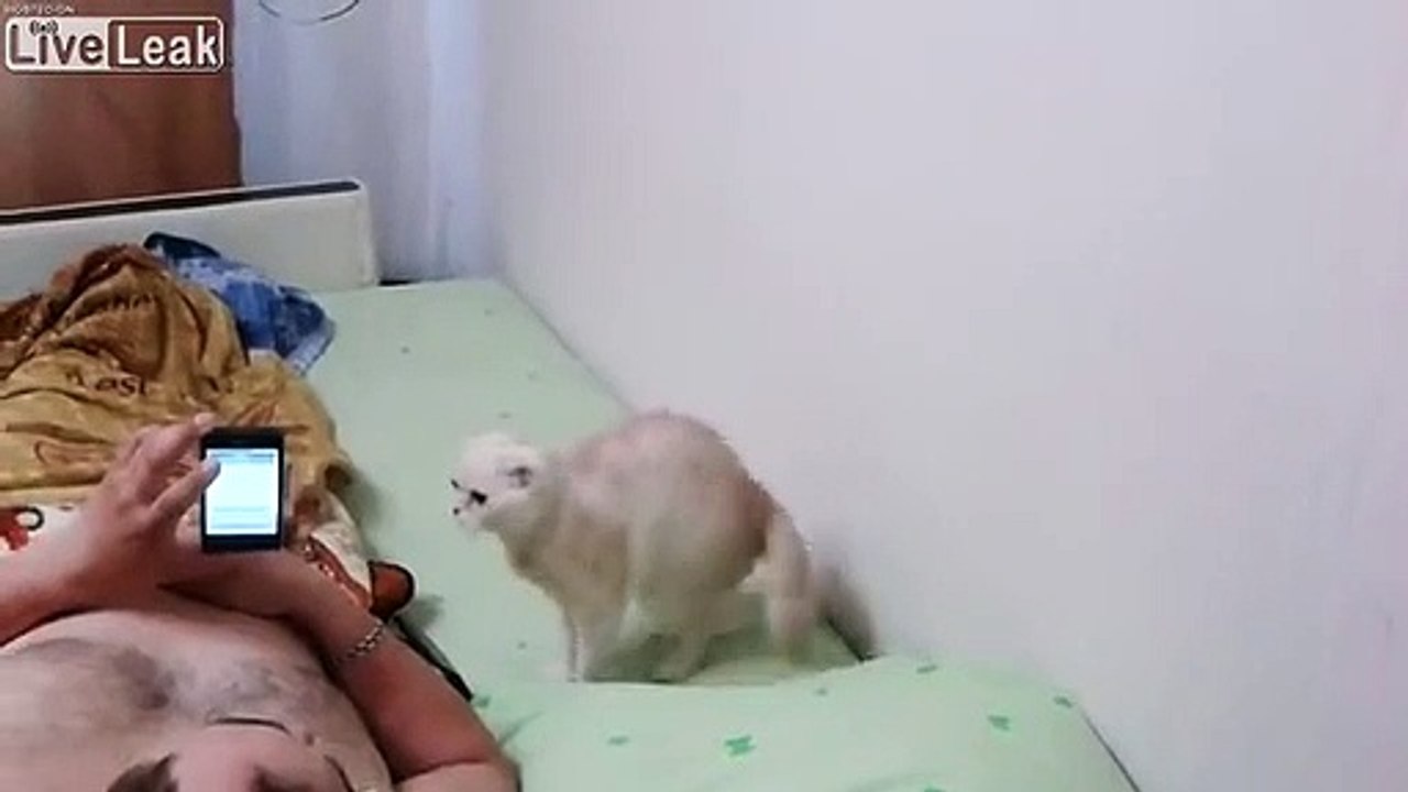 Ce chat se dresse debout quand l'hymne russe retentit !