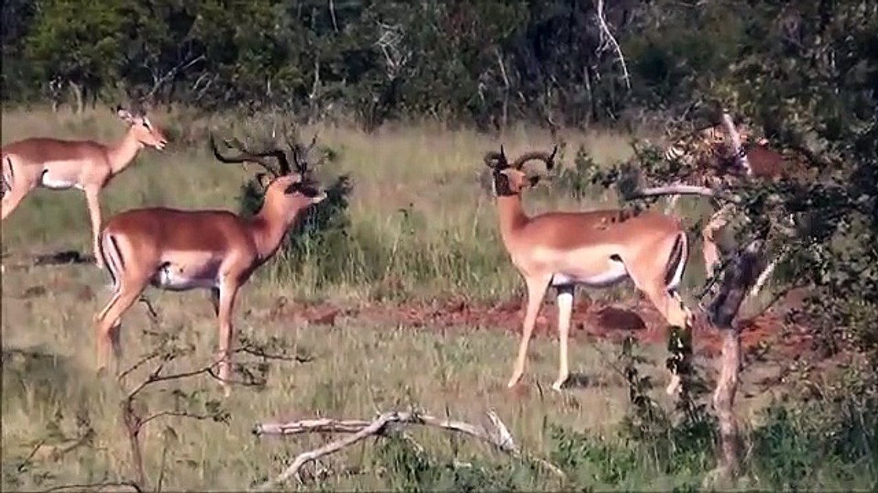 Animals attack Leopard vs Antelope   Cheetah Death at a sprint ! Incredible Battle for Survival!