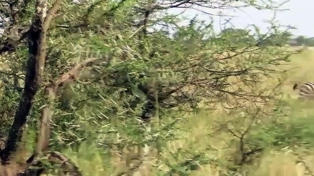 Animals Attacks On Lion vs Zebra - Animal Attack Prey Fight