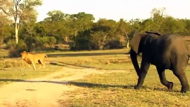Animals Fight Powerful Lion vs bull Elephant Crocodile vs Elephant Lion attacks , Lion lucky Escape