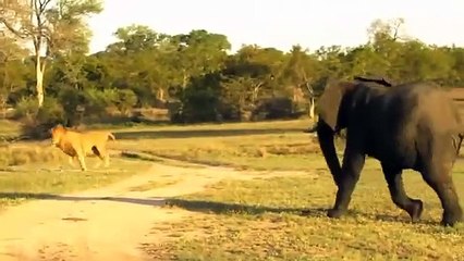 Animals Fight Powerful Lion vs bull Elephant Crocodile vs Elephant Lion attacks , Lion lucky Escape