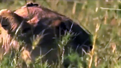 Animals Fight Wild-boar vs Lion   Amazing Lion Attack Family Warthog in South America