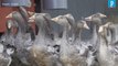 Foie gras naturel :  « Nous n'avons plus recours au gavage » des animaux