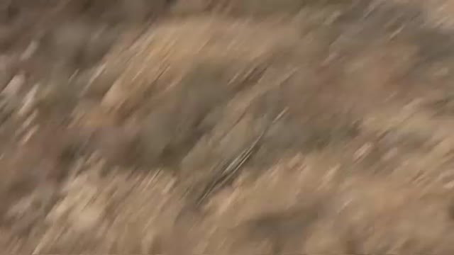 Plaga de conejos en Aragón