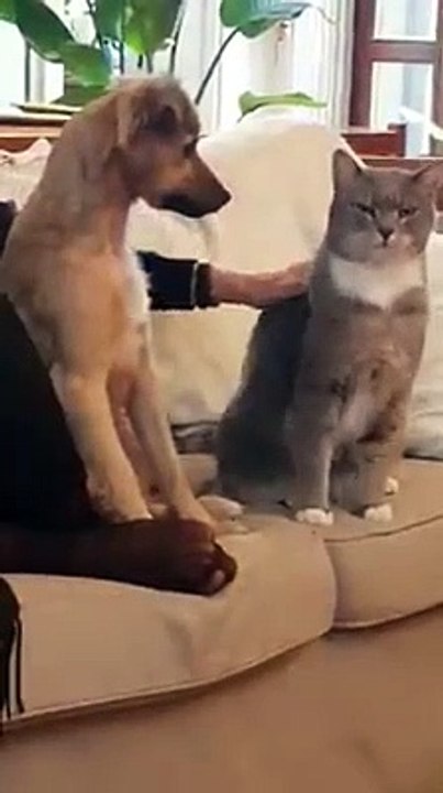 Look At This Lovely Doggo Learning to pet The cat