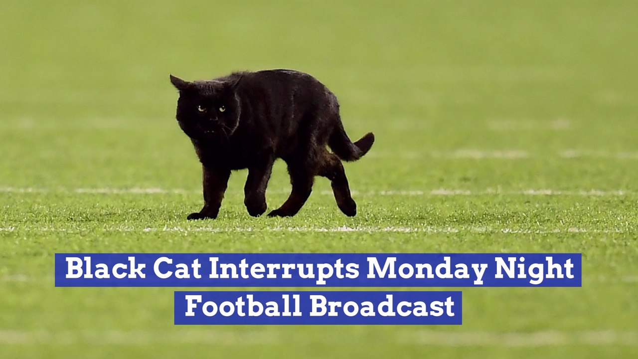 This Cat Stops An NFL Game