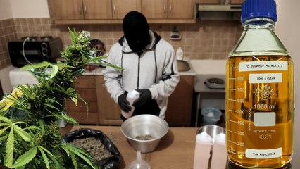 “Vaji i kanabisit” - Në Shqipëri tregtohet ilegalisht, në Maqedoni fitohen miliona euro - Top Story