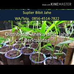 Jual Bibit Jahe Merah Jakarta CALL. 0856-4514-7822 TERPOPULER