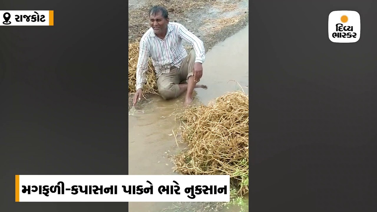 સૌરાષ્ટ્ર પંથકમાં ભારે વરસાદથી મગફળીના પાકને નુ...