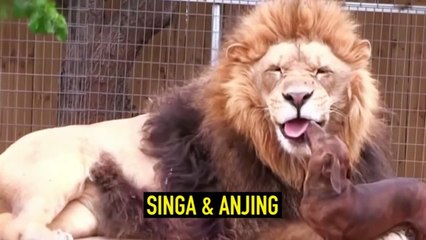 Persahabatan Hewan Paling Mengharukan SeJagad Raya