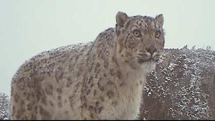 Kyrgyzstan wildlife bounces back after hunting moratorium