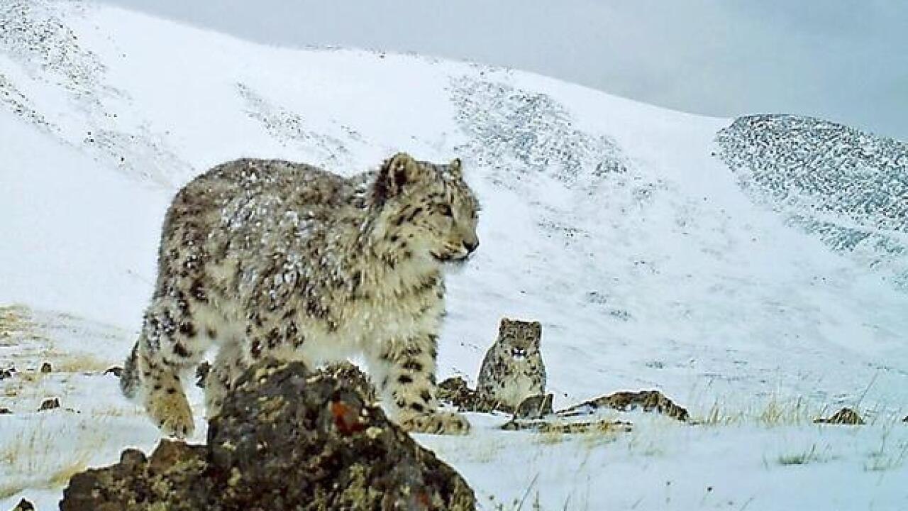 Pillan a este raro leopardo jugando como un gatito doméstico en el Lejano Oriente ruso