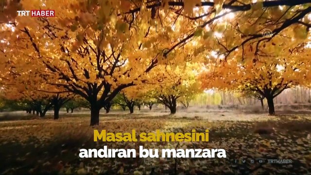 Kayısı bahçelerinde masalsı sonbahar