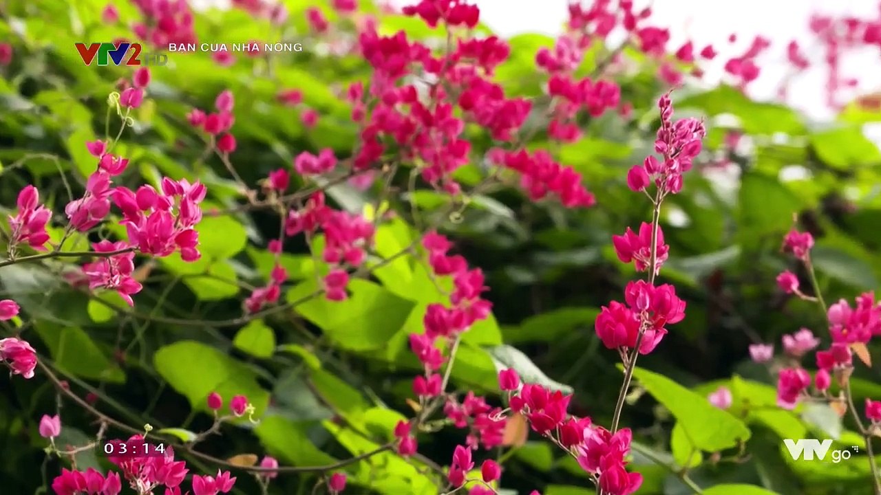 Bạn của Nhà nông ngày 02/11/2019