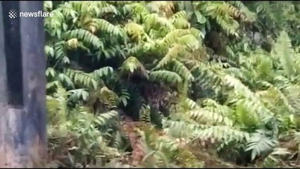 Indonesian oil workers fear for lives after tiger spotted inside operations area