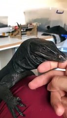 Ce lézard se fait caresser... d'un coup il mord le doigt !
