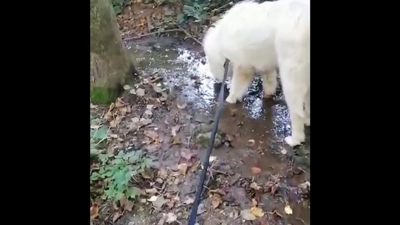 Euthanasie du chien Olaf