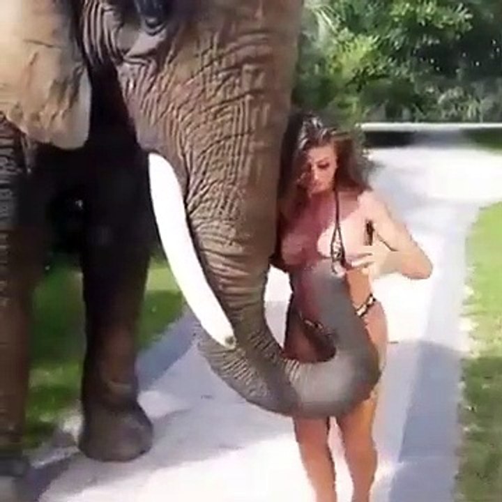 Gajah yg ingin di manja