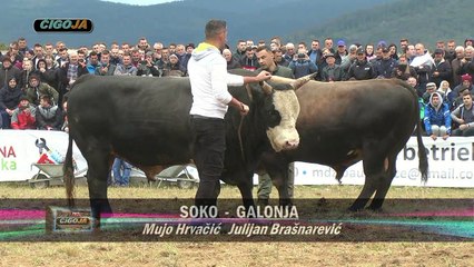 SOKO GALONJA GRACI 2019 KOMPLETNA BORBA