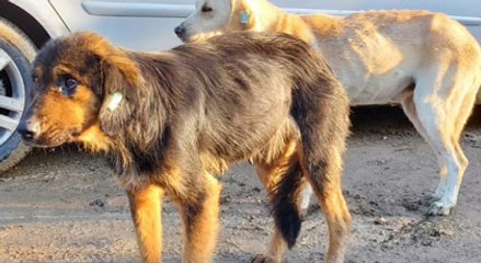 Yürek sızlatan görüntüler