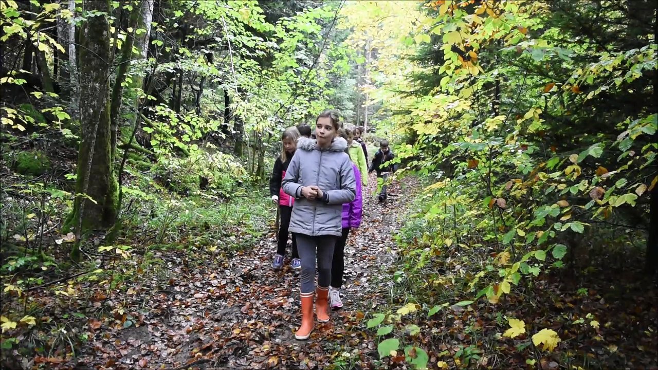 la foret interdite
