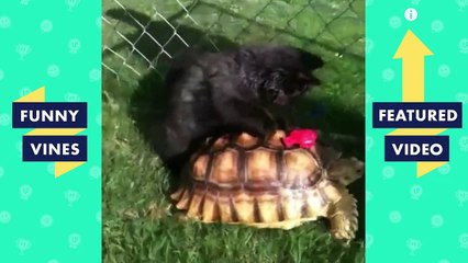 TRY NOT TO LAUGH - CATS That Will Make You LAUGH | Funny Videos September 2018