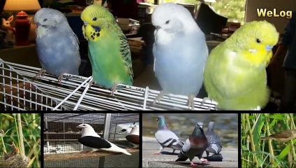 Proper Islamic Hadees About Keeping Pigeons At Home
