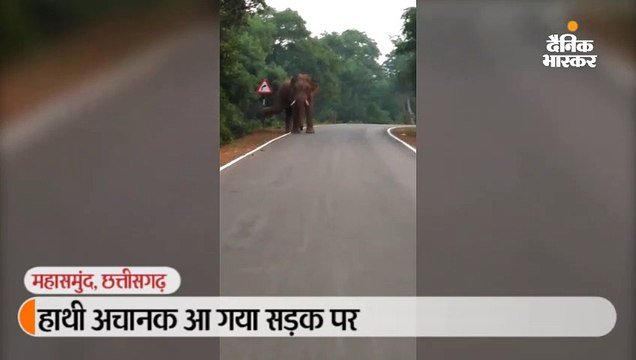 हाथी अचानक आ गया सड़क पर, ट्रैक्टर पल्टा, दंतैल ने तोड़ा मोड़ पर लगा संकेतक