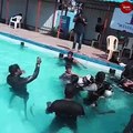 In Chennai, one-day scuba diving training program held for persons with disabilities
