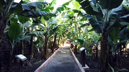 Probando COMIDA CANARIA 2019