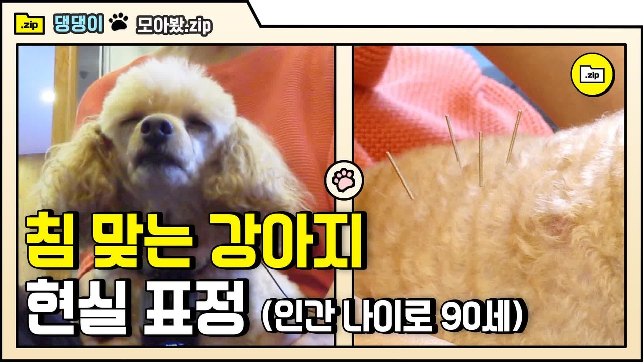 [#모아봤zip] 사람처럼 침 맞는 푸들이 있다? 노령견 전문 병원에 간 후기!! | #대화가필요한개냥 | #Diggle