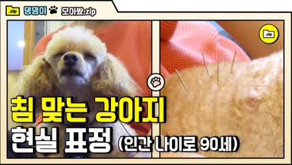 [#모아봤zip] 사람처럼 침 맞는 푸들이 있다? 노령견 전문 병원에 간 후기!! | #대화가필요한개냥 | #Diggle