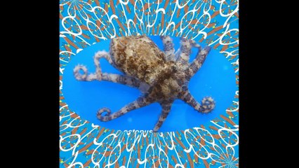 You are really an octopus: Lives holding others, drops poison! [Quotes and Poems]