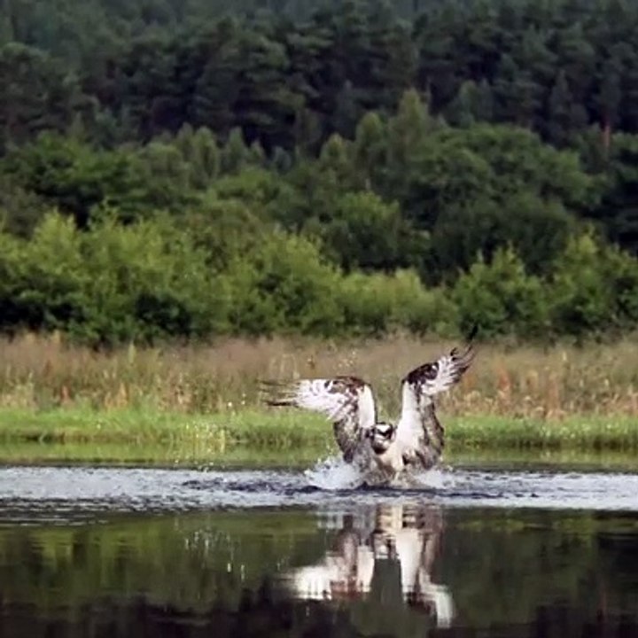 An osprey fishing in spectacular super slow motion - Highlands - Scotlands W